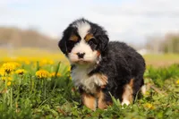Amiee, a female Miniature Bernedoodle for sale in Fresno, OH – Photo 6 of 6