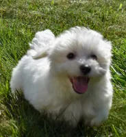 Roscoe💙, a male Maltese for sale in Fresno, OH – 4 of 7