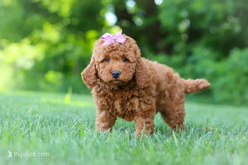 Jennifer – Goldendoodle puppy for sale in Fresno, OH