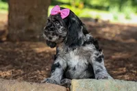 Bella 🐶💗, a female Cocker Spaniel for sale in Fresno, OH – 6 of 9