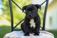 Maverick🩵, a male Staffordshire Bull Terrier for sale in Fresno, OH – 2 of 10