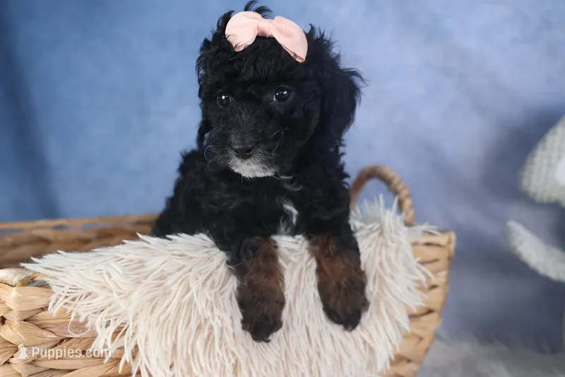 Regan, a female Poodle - Miniature  for sale in Fresno, OH – Photo 1 of 10