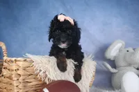 Regan, a female Poodle - Miniature  for sale in Fresno, OH – Photo 8 of 10