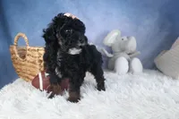 Regan, a female Poodle - Miniature  for sale in Fresno, OH – Photo 2 of 10