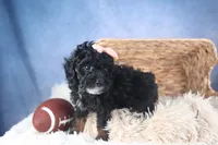 Regan, a female Poodle - Miniature  for sale in Fresno, OH – Photo 5 of 10