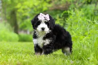 Lulu, a female Miniature Bernedoodle for sale in Fresno, OH – 3 of 6