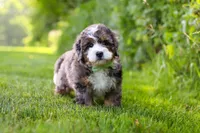 Finn, a male Miniature Bernedoodle for sale in Fresno, OH – 2 of 6