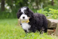 Weasley, a male Miniature Bernedoodle for sale in Fresno, OH – 6 of 8
