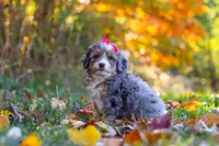 Spice, a female Miniature Bernedoodle for sale in Fresno, OH – 3 of 6