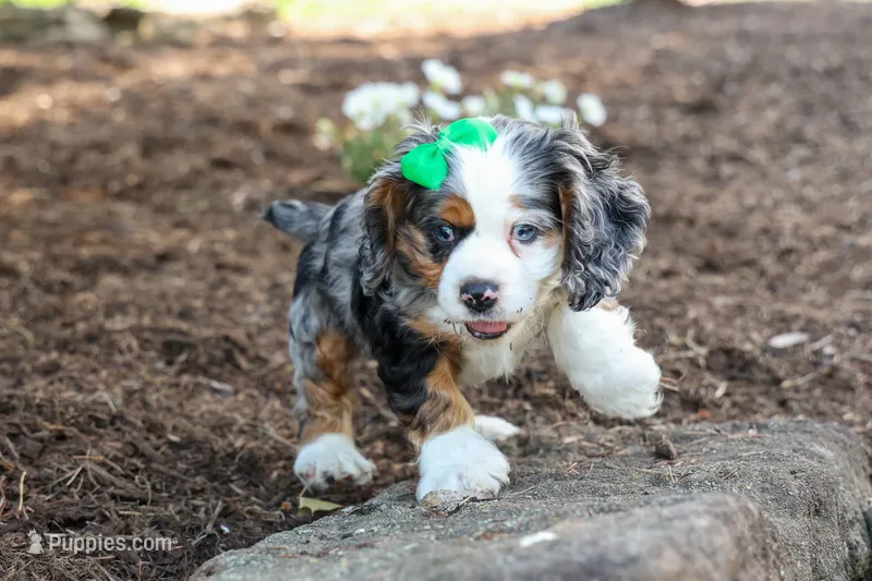 Jaxon 🐶💙 – Cocker Spaniel puppy for sale in Fresno, OH