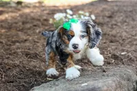 Jaxon 🐶💙, a male Cocker Spaniel for sale in Fresno, OH – 1 of 9