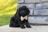 Luca, a male Poodle - Miniature  for sale in Fresno, OH – 4 of 7