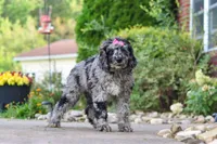 Amber, a female Newfypoo for sale in Fresno, OH – 4 of 5