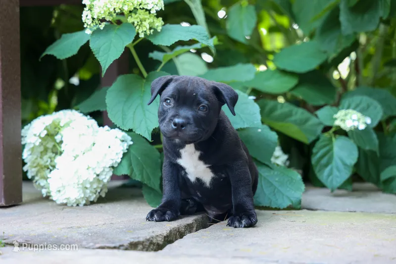 Maverick🩵 – Staffordshire Bull Terrier puppy for sale in Fresno, OH