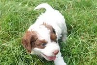 Prince, a male Doxiepoo for sale in Fresno, OH – 8 of 9