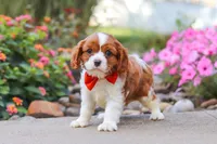 Logan, a male Cavalier King Charles Spaniel for sale in Fresno, OH – 3 of 7