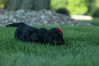 Honey 🐾❤️, a female Miniature Dachshund for sale in Fresno, OH – 9 of 9