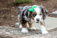 Jaxon 🐶💙, a male Cocker Spaniel for sale in Fresno, OH – 7 of 9