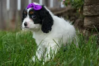  Priscilla, a female Cavapoo for sale in Fresno, OH – 8 of 9