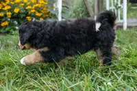 Dylan 🐾, a male Bernedoodle for sale in Fresno, OH – 2 of 10