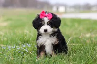 Dua, a female Miniature Bernedoodle for sale in Fresno, OH – Photo 2 of 6