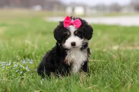 Dua, a female Miniature Bernedoodle for sale in Fresno, OH – Photo 3 of 6