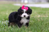 Dua, a female Miniature Bernedoodle for sale in Fresno, OH – Photo 6 of 6