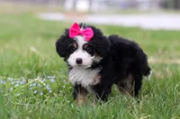 Dua, a female Miniature Bernedoodle for sale in Fresno, OH – Photo 4 of 6