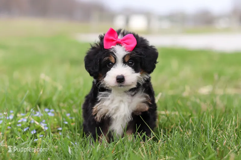 Dua – Miniature Bernedoodle puppy for sale in Fresno, OH
