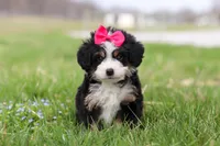 Dua, a female Miniature Bernedoodle for sale in Fresno, OH – Photo 1 of 6