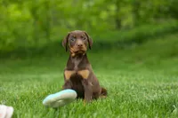 Delilah (Red Rust)🐶, a female Doberman Pinscher for sale in Fresno, OH – 9 of 9