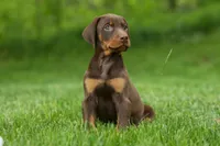 Delilah (Red Rust)🐶, a female Doberman Pinscher for sale in Fresno, OH – 5 of 9