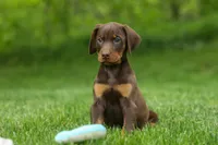Delilah (Red Rust)🐶, a female Doberman Pinscher for sale in Fresno, OH – 6 of 9