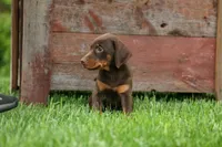 Delilah (Red Rust)🐶, a female Doberman Pinscher for sale in Fresno, OH – 2 of 9