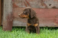 Delilah (Red Rust)🐶, a female Doberman Pinscher for sale in Fresno, OH – 4 of 9