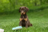 Delilah (Red Rust)🐶, a female Doberman Pinscher for sale in Fresno, OH – 7 of 9