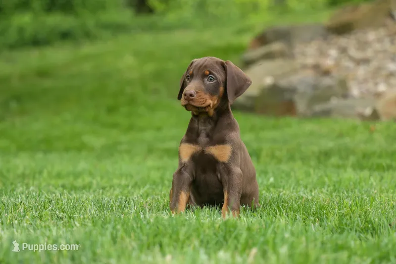Delilah (Red Rust)🐶 – Doberman Pinscher puppy for sale in Fresno, OH