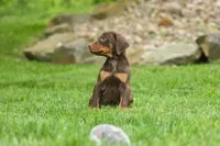 Delilah (Red Rust)🐶, a female Doberman Pinscher for sale in Fresno, OH – 8 of 9