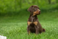 Delilah (Red Rust)🐶, a female Doberman Pinscher for sale in Fresno, OH – 3 of 9