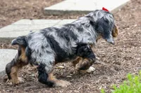 Brunson 🐶💙, a male Cocker Spaniel for sale in Fresno, OH – 6 of 10