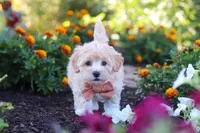 Benji, a male Havapoo for sale in Fresno, OH – 3 of 7