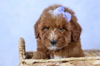 🐾 Meet Natasha – F2B Mini Goldendoodle Puppy 🐾, a female Miniature Goldendoodle for sale in Fresno, OH – 8 of 10