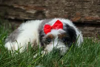  Prince , a male Cavapoo for sale in Fresno, OH – 9 of 10