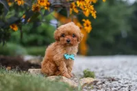 Luca, a male Cavapoo for sale in Fresno, OH – 2 of 9