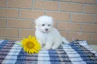 Ryan 🩵, a male Maltese for sale in Fresno, OH – 3 of 4