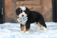 Max, a male Miniature Bernedoodle for sale in Fresno, OH – 2 of 5