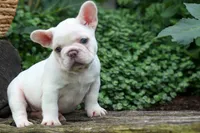 Fiona Rose🎀, a female French Bulldog for sale in Fresno, OH – 7 of 9