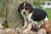Cash🐶, a male Beagle for sale in Fresno, OH – 1 of 10