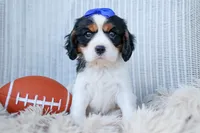 Walker 🩵, a male Cavalier King Charles Spaniel for sale in Fresno, OH – 6 of 10