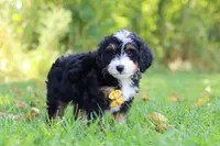 Mo, a male Miniature Bernedoodle for sale in Fresno, OH – 4 of 6